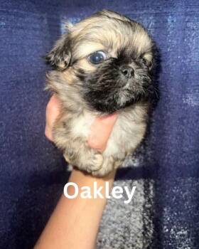Oakley JC in MS -  Pekingese Dog for Adoption in Warwick, Rhode Island - Oakley JC In MS | PetCurious