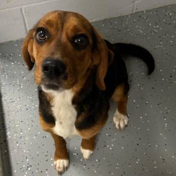 Mixed Breed Dogs Available for Adoption - Lucky | PetCurious