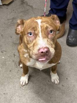 Lora -  Mixed Breed Dog for Adoption in West Chester, Pennsylvania - Lora | PetCurious