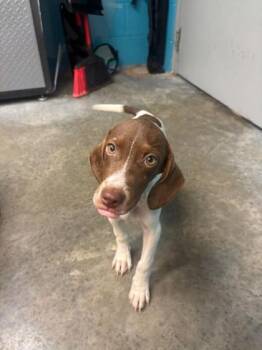 Tic -  Coonhound and Mixed Breed Dog for Adoption in Paducah, Kentucky - Tic | PetCurious