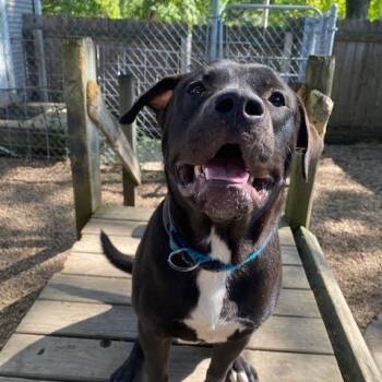 Smokey -  Akita and Pit Bull Terrier Dog for Adoption in Madison, Wisconsin - Smokey | PetCurious
