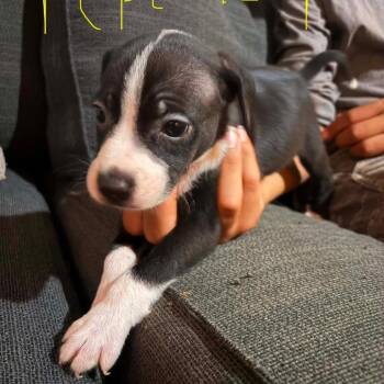 Pepe Le Pew -  Mixed Breed Dog for Adoption in Fredericksburg, Virginia - Pepe Le Pew | PetCurious
