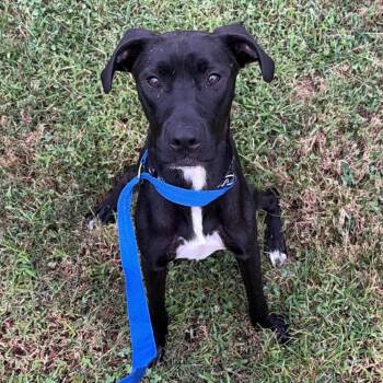 Ella Langley -  Mixed Breed Dog for Adoption in Edwardsville, Illinois - Ella Langley | PetCurious