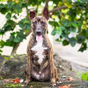 Rescue Mixed Breed Dogs for Adoption in Kailua-kona, Hawaii - Frito | PetCurious