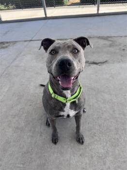 Lavender -  Pit Bull Terrier Dog for Adoption in Elk Grove, California - Lavender | PetCurious