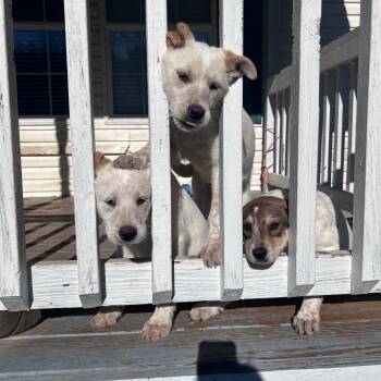 Australian Cattle Dog Blue Heeler Dogs Available for Adoption in Rossville, Georgia - Georgia | PetCurious