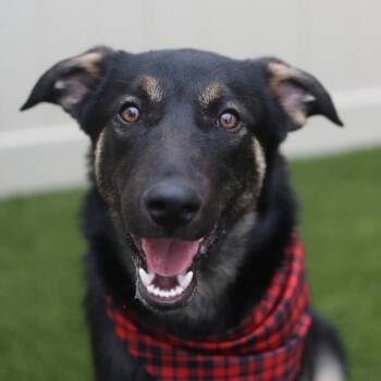 BORIS -  German Shepherd Dog and Belgian Shepherd Malinois Dog for Adoption in San Antonio, Texas - BORIS | PetCurious