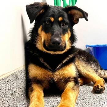 Rescue Shepherd Dogs for Adoption in Wichita, Kansas - Oakley | PetCurious