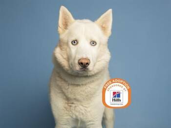 ARCTIC -  Husky Dog for Adoption in Phoenix, Arizona - ARCTIC | PetCurious