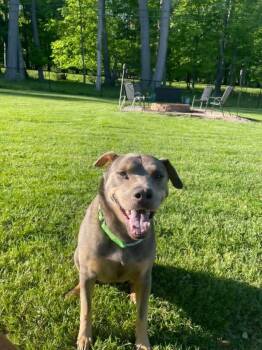 Pit Bull Terrier Dogs Available for Adoption in Wausau, Wisconsin - Charly | PetCurious