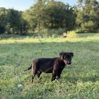 Chartreuse -  Mixed Breed Dog for Adoption in Austin, Texas - Chartreuse | PetCurious