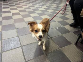Beethoven -  Mixed Breed Dog for Adoption in New York, New York - Beethoven | PetCurious