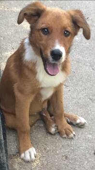 Australian Shepherd and Collie Dogs Available for Adoption in Indianapolis, Indiana - Bentley | PetCurious