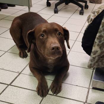 Rescue Mixed Breed Dogs for Adoption in Charleston, West Virginia - Carp | PetCurious