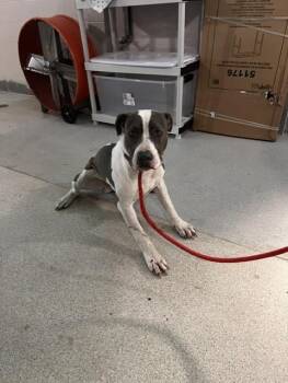 American Staffordshire Terrier and Mixed Breed Dogs Available for Adoption in Tallahassee, Florida - TRAWICK | PetCurious