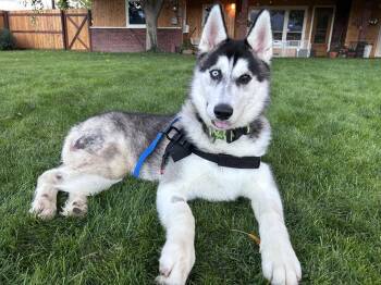 Radar -  Husky Dog for Adoption in Polson, Montana - Radar | PetCurious