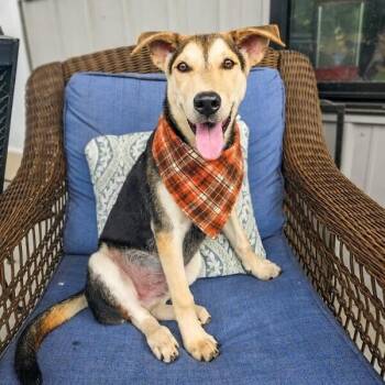 Waffle Osito -  German Shepherd Dog and Husky Dog for Adoption in Friendswood, Texas - Waffle Osito | PetCurious