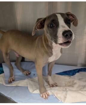 Grayson -  Pit Bull Terrier Dog for Adoption - Grayson | PetCurious