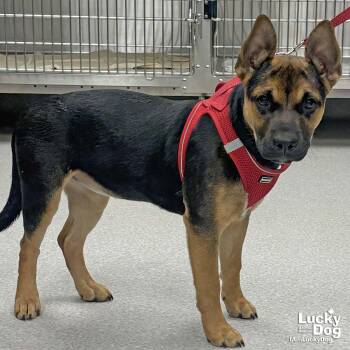 Shepherd and German Shepherd Dog Dogs Available for Adoption - Wren | PetCurious