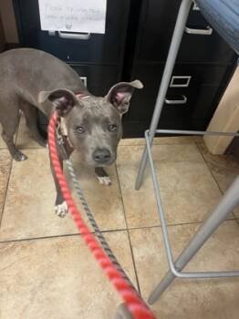 Rescue Mixed Breed Dogs for Adoption in Cincinnati, Ohio - Broccoli | PetCurious