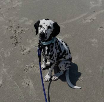 Phantom -  Dalmatian Dog Available for Adoption in Semmes, Alabama - Phantom | PetCurious