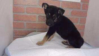 FLETCHER -  German Shepherd Dog and Mixed Breed Dog for Adoption in Houston, Texas - FLETCHER | PetCurious