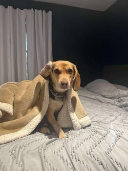 Rescue Beagle and Dachshund Dogs for Adoption in Marengo, Illinois - Kona | PetCurious