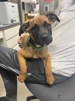 Terrier Dogs Available for Adoption in Hopkinsville, Kentucky - Thomas | PetCurious