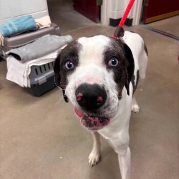 Catahoula Leopard Dog and Great Dane Dogs Available for Adoption in York, Pennsylvania - Genesis | PetCurious