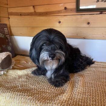 Shadow -  Cockapoo Dog for Adoption in Vacaville, California - Shadow | PetCurious