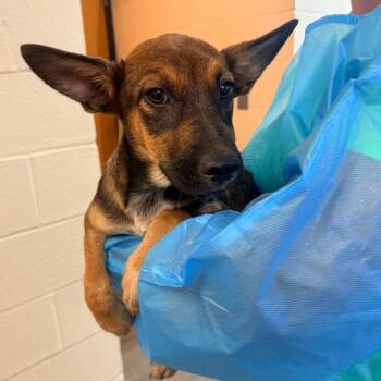 Gwen -  Mixed Breed Dog for Adoption in Corinth, Mississippi - Gwen | PetCurious