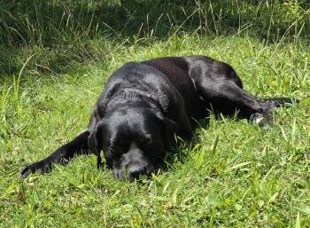 Luna -  Labrador Retriever Dog for Adoption in Woodstock, Ontario - Luna | PetCurious