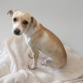 Ella 26-07-125 -  Chihuahua and Mixed Breed Dog for Adoption in Bastrop, Texas - Ella 26-07-125 | PetCurious
