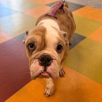 Special -  Mixed Breed Dog for Adoption in Philadelphia, Pennsylvania - Special | PetCurious