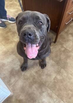 Rescue Neapolitan Mastiff Dogs for Adoption in Springfield, Ohio - Noel | PetCurious