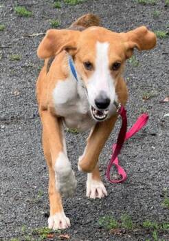 Mixed Breed Dogs Available for Adoption in Fairfax, Virginia - Goose | PetCurious