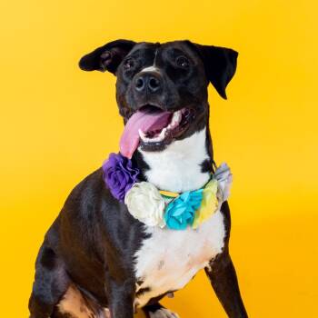 Rescue Terrier Dogs for Adoption - Mishy | PetCurious