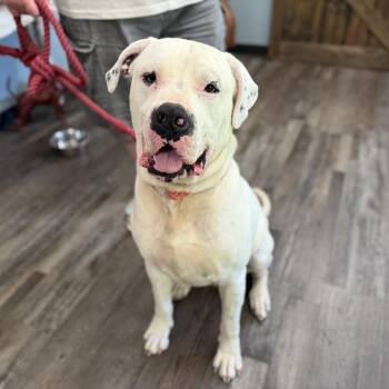 Richard -  Cane Corso Dog for Adoption in Sequatchie, Tennessee - Richard | PetCurious