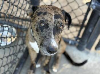 PAC-MAN -  Pit Bull Terrier and Mixed Breed Dog for Adoption in Tulsa, Oklahoma - PAC-MAN | PetCurious