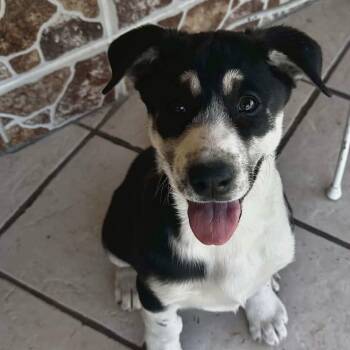 Husky and Cattle Dog Dogs Available for Adoption - Cataleya | PetCurious