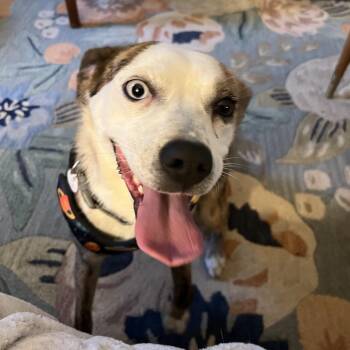 Mixed Breed Dogs Available for Adoption in Rockville, Maryland - Juno | PetCurious