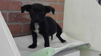 Chihuahua and Mixed Breed Dogs Available for Adoption - A2067708 | PetCurious