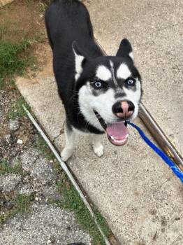 Mixed Breed Dogs Available for Adoption in Dallas, Texas - BANYO | PetCurious