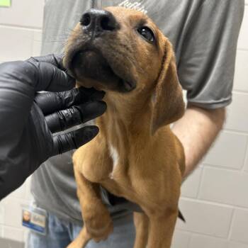 Candy -  Black Mouth Cur Dog for Adoption in Lufkin, Texas - Candy | PetCurious