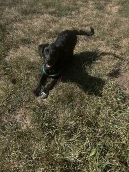 Piano -  Australian Cattle Dog Blue Heeler and Mixed Breed Dog for Adoption in Osage Beach, Missouri - Piano | PetCurious