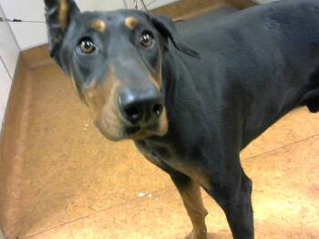 Rescue Doberman Pinscher Dogs for Adoption in Sacramento, California - DUKE | PetCurious
