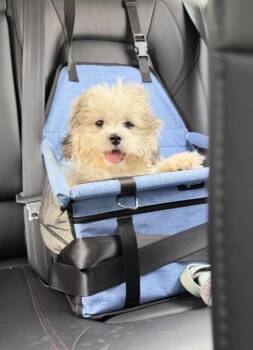 Dunn -  Bichon Frise and Shih Tzu Dog for Adoption in Elizabeth, Colorado - Dunn | PetCurious
