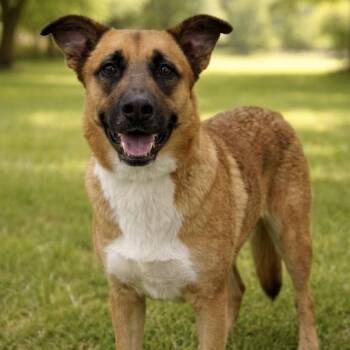 Buddy -  German Shepherd Dog Dog for Adoption in Huntington, New York - Buddy | PetCurious