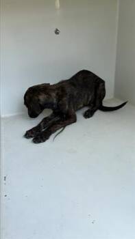 Rescue Doberman Pinscher Dogs for Adoption in Houston, Texas - A644120 | PetCurious