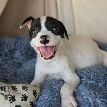 Sparky -  Mixed Breed Dog for Adoption in Cleveland, Texas - Sparky | PetCurious